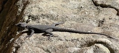 Hemicordylus capensis
