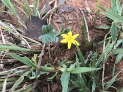 Hypoxis hemerocallidea