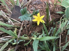 Hypoxis hemerocallidea
