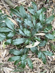 Ardisia cornudentata morrisonensis