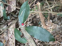 Ardisia cornudentata morrisonensis