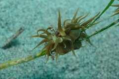 Anemonia sargassensis