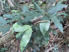 Ardisia cornudentata morrisonensis
