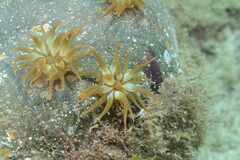 Anemonia sargassensis