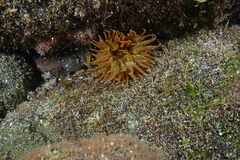 Anemonia sargassensis