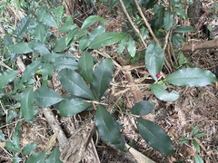 Ardisia cornudentata morrisonensis