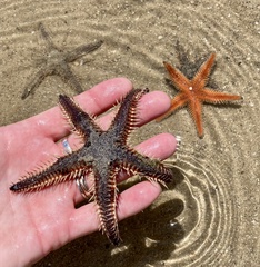 Astropecten
