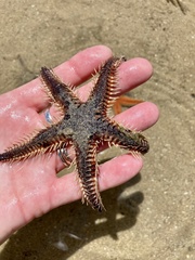 Astropecten