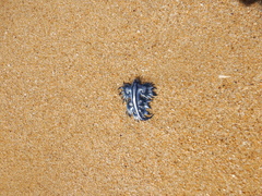 Glaucus atlanticus