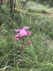 Campuloclinium macrocephalum
