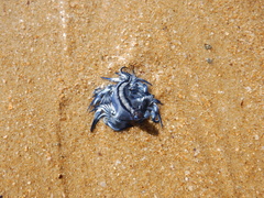 Glaucus atlanticus