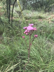Campuloclinium macrocephalum