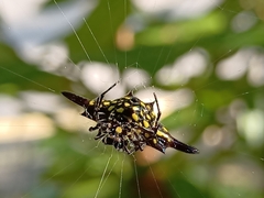 Gasteracantha