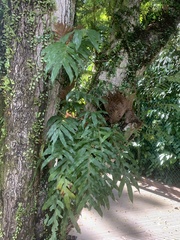 Drynaria quercifolia