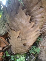 Drynaria quercifolia