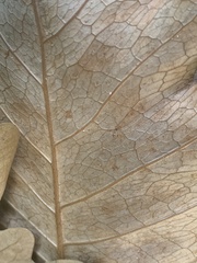 Drynaria quercifolia