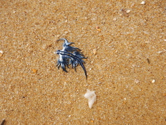 Glaucus atlanticus