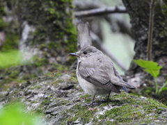 Muscicapa striata