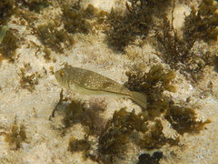 Torquigener pleurogramma