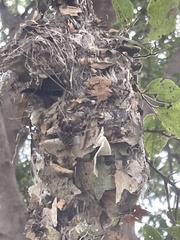 Chalcomitra amethystina