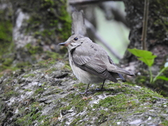 Muscicapa striata