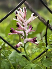 Fumaria agraria