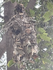 Chalcomitra amethystina