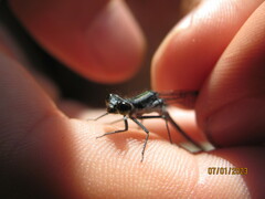 Pseudagrion furcigerum