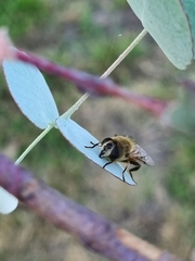 Eristalini