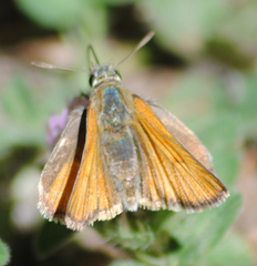 Thymelicus sylvestris