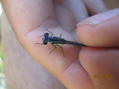 Pseudagrion furcigerum