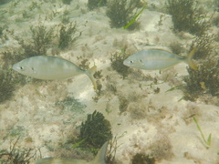Pseudocaranx georgianus