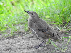 Sturnus vulgaris