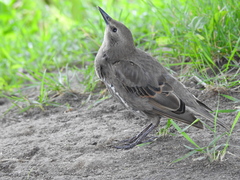 Sturnus vulgaris