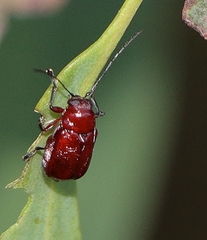 Aporocera