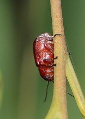 Aporocera