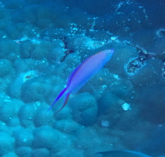 Pyronotanthias smithvanizi