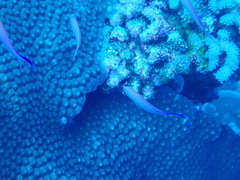 Pyronotanthias smithvanizi
