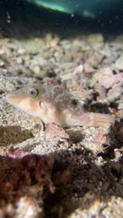 Canthigaster compressa
