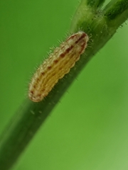 Zizula hylax pygmaea