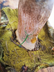 Bacillidae