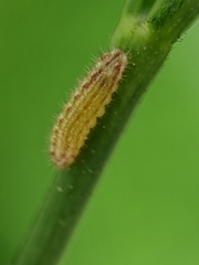 Zizula hylax pygmaea