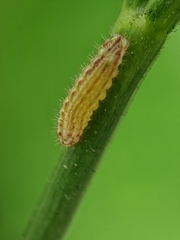 Zizula hylax pygmaea