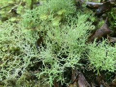 Cladonia arbuscula mitis