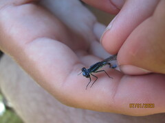 Pseudagrion furcigerum