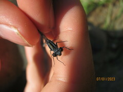 Pseudagrion furcigerum