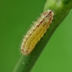 Zizula hylax pygmaea