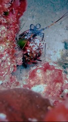 Odontodactylus scyllarus