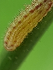 Zizula hylax pygmaea