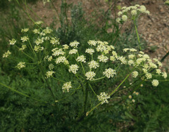 Ligusticum